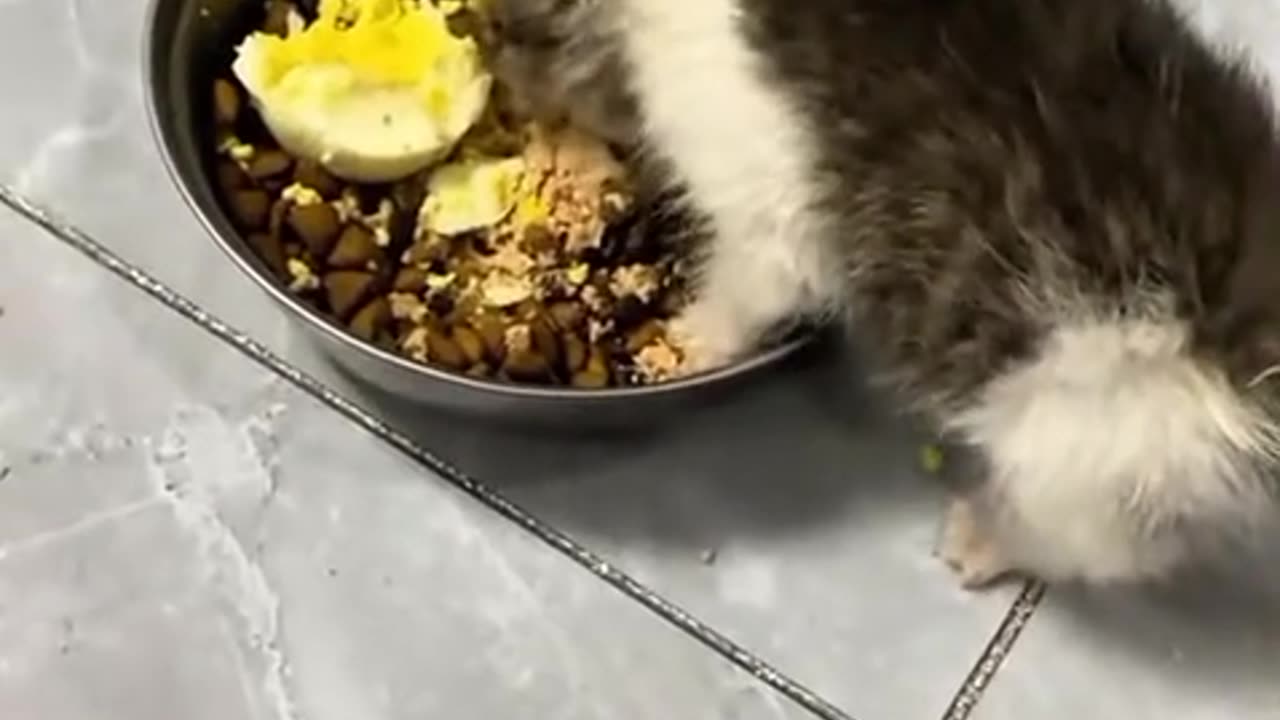 Cute kittens video compilation 🥰🐈