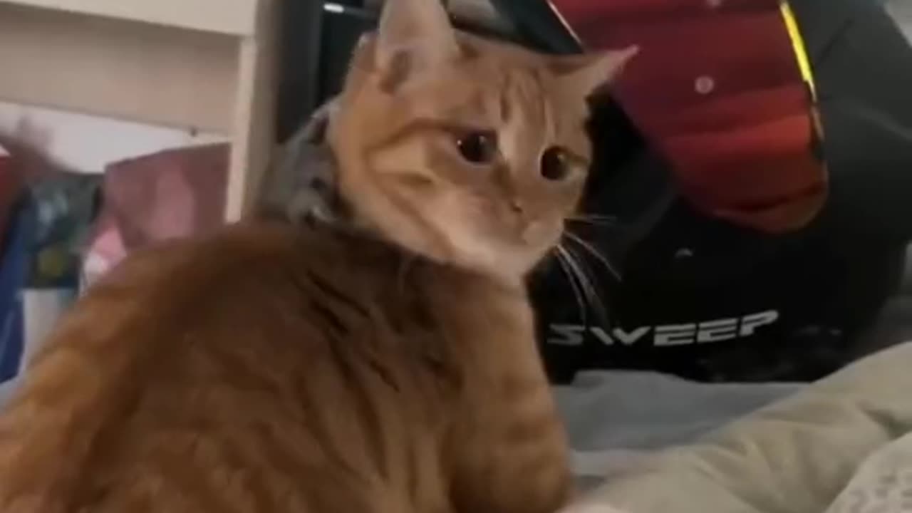 Kitty fun Play Entertainment