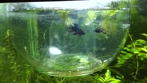 How to Breed Betta Fish - Easy Setup