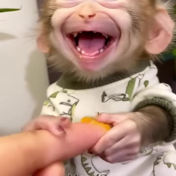 Cute monkey