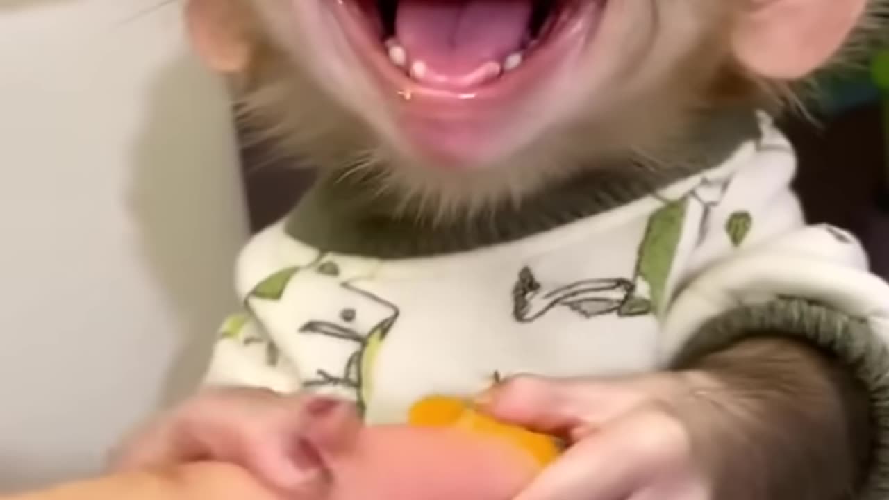 Cute monkey