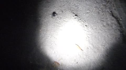 Stink beetle running