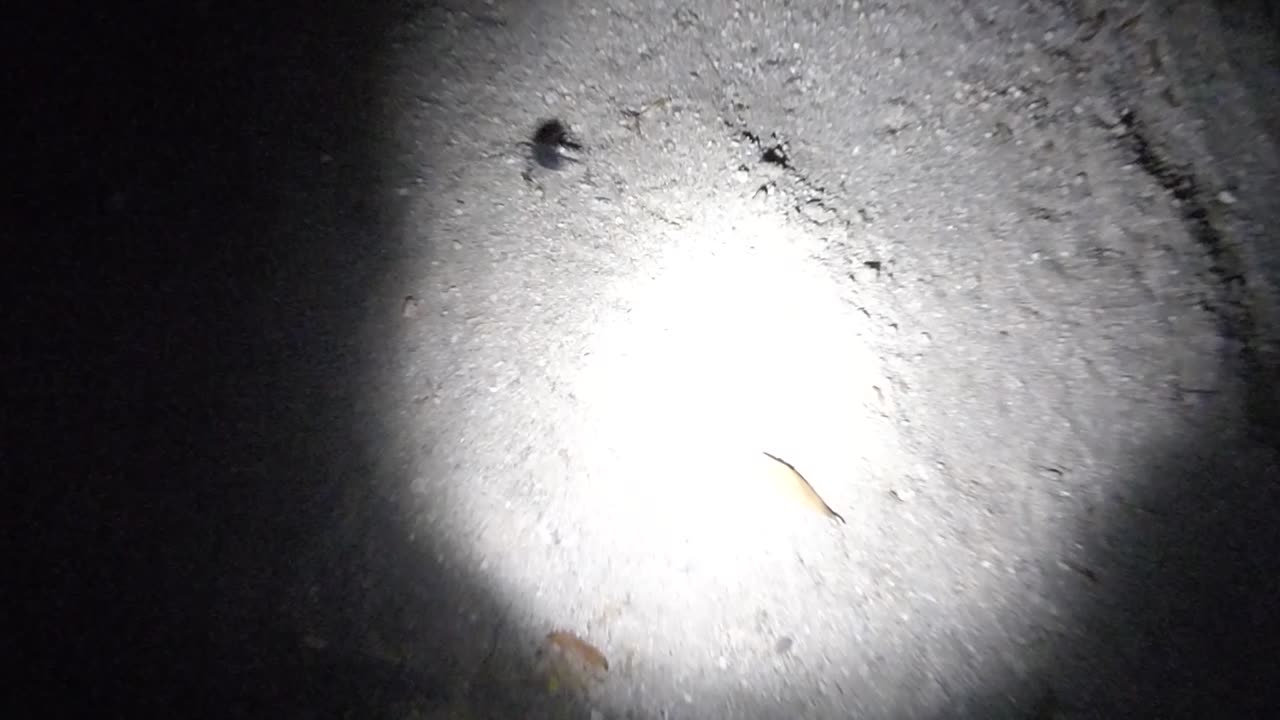 Stink beetle running