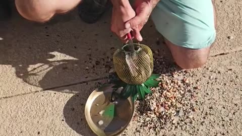 Helping a Bird Stuck in a Bird Feeder
