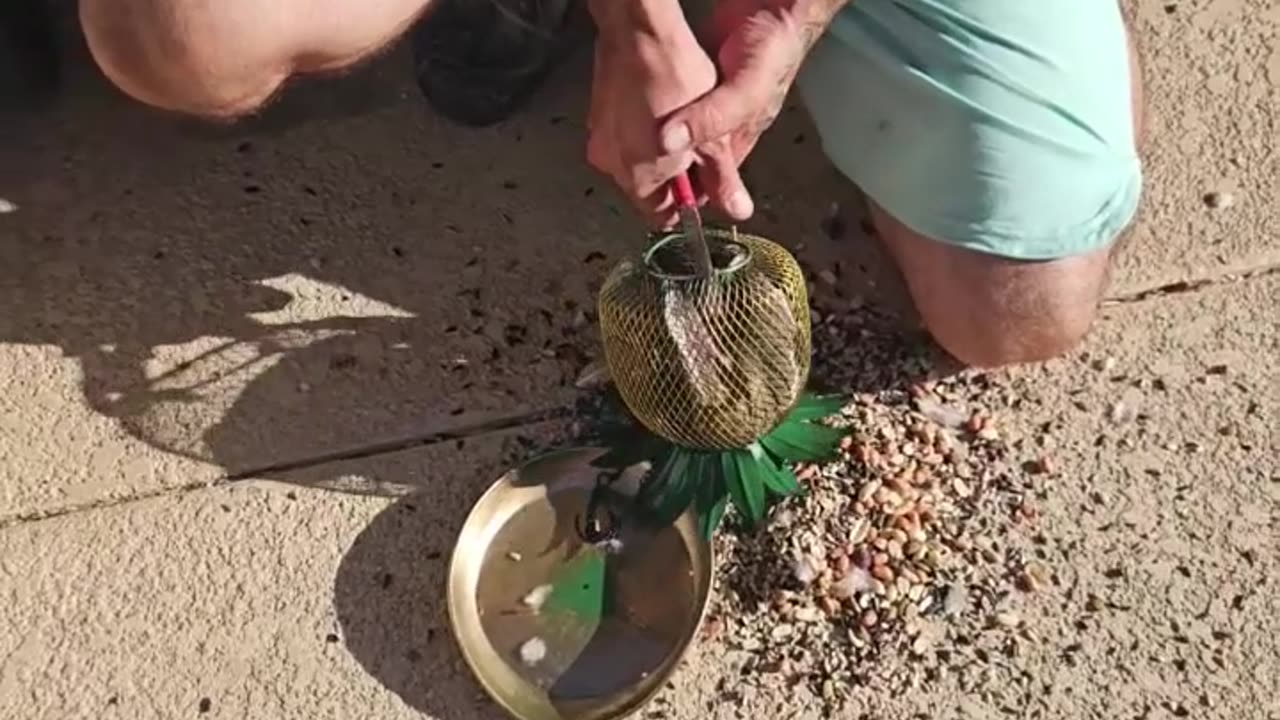 Helping a Bird Stuck in a Bird Feeder