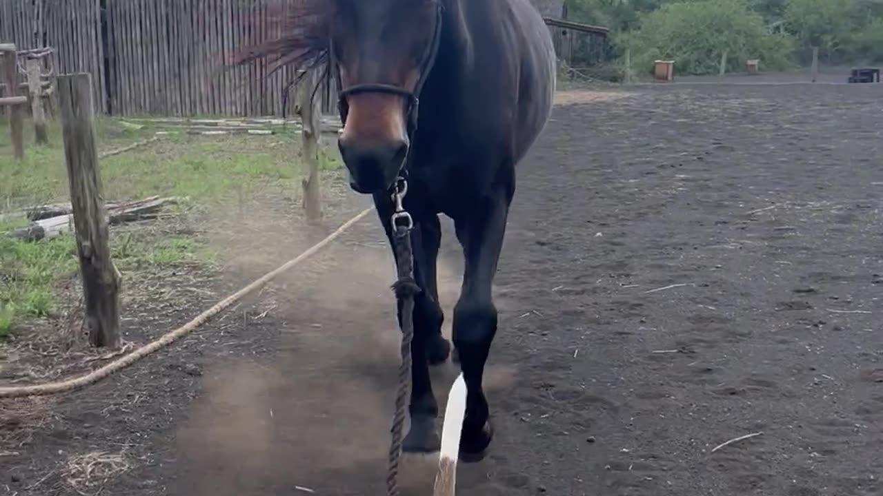 Puppy Takes Horse Out for a Walk