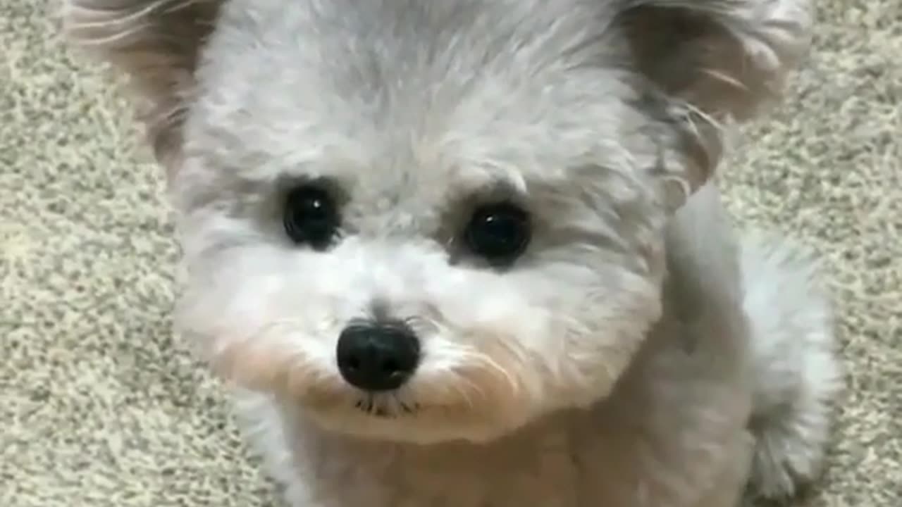 Fun Animals