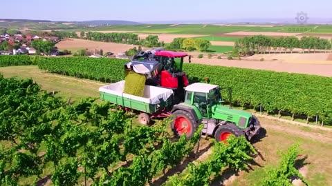Japanese Farmers Harvest Expensive Grapes This Way - Transporting Grapes | Agriculture Technology