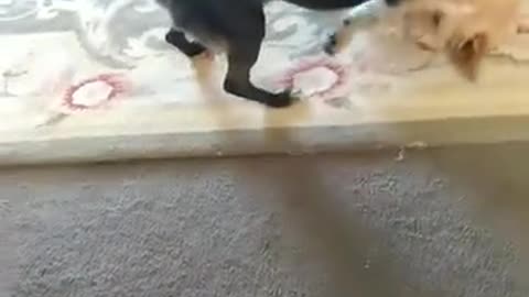 Lesbian Dogs