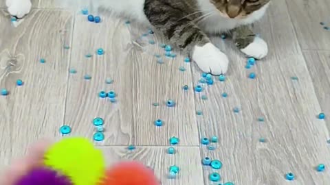 Cat Games
