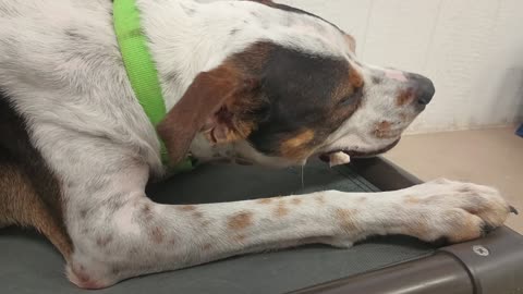 Teeny 3y A754834 wrestled this lovely guy later@TRN, from kennel 174 PACC shelter_20250608_282