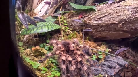 Brazilian White-kneed Turantula at The San Diego