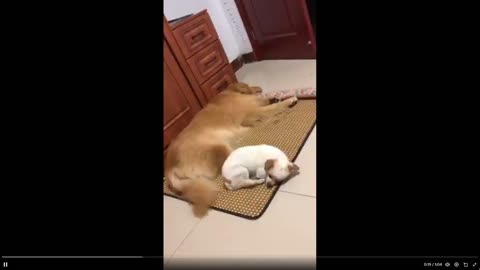 Multiple clips of dogs falling asleep - some very funny, you've video them too.