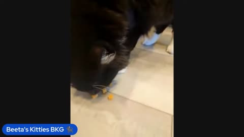 06/26/25 Beeta's Kitties VOD: "Thank u biatch"