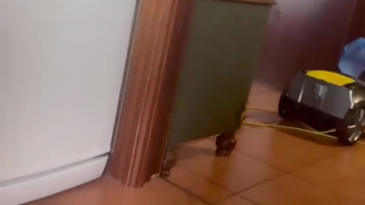 😹😈 Can You Prank a Cat? Watch This! | FunFM