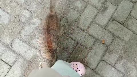 Cuddles and Catch: A Chill Day with My Cat Outside