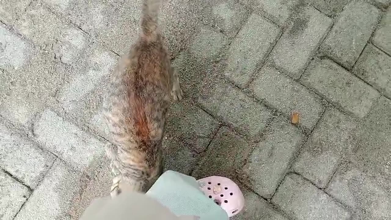 Cuddles and Catch: A Chill Day with My Cat Outside