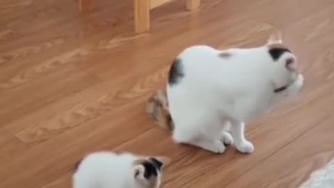 Kittens’ First Lesson: Watch Them Fail and Try Again! 😂