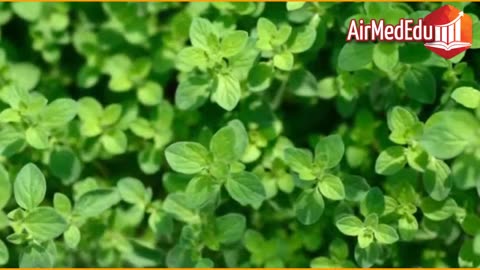 45 Beneficios de las Hojas de Orégano