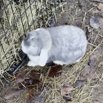Bunny Security Guard Checks the Fence 🚧