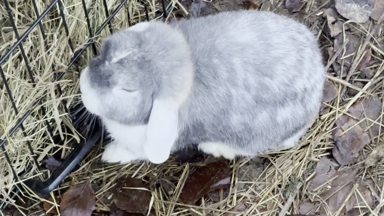 Bunny Security Guard Checks the Fence 🚧