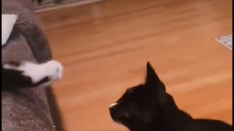 Cats life