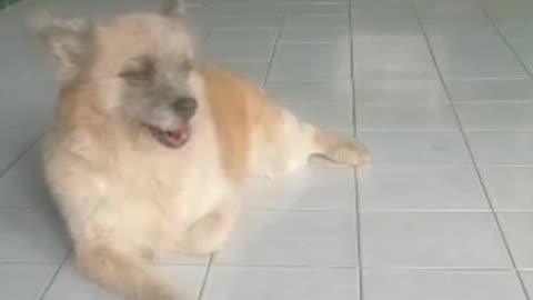 Doggy Song's