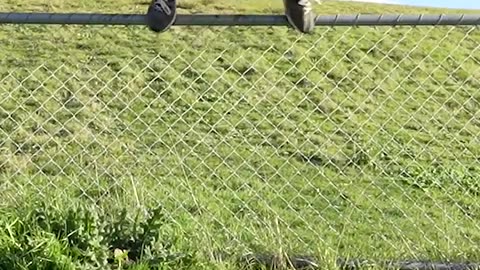 How Animals Get Over a Fence (With Emojis)