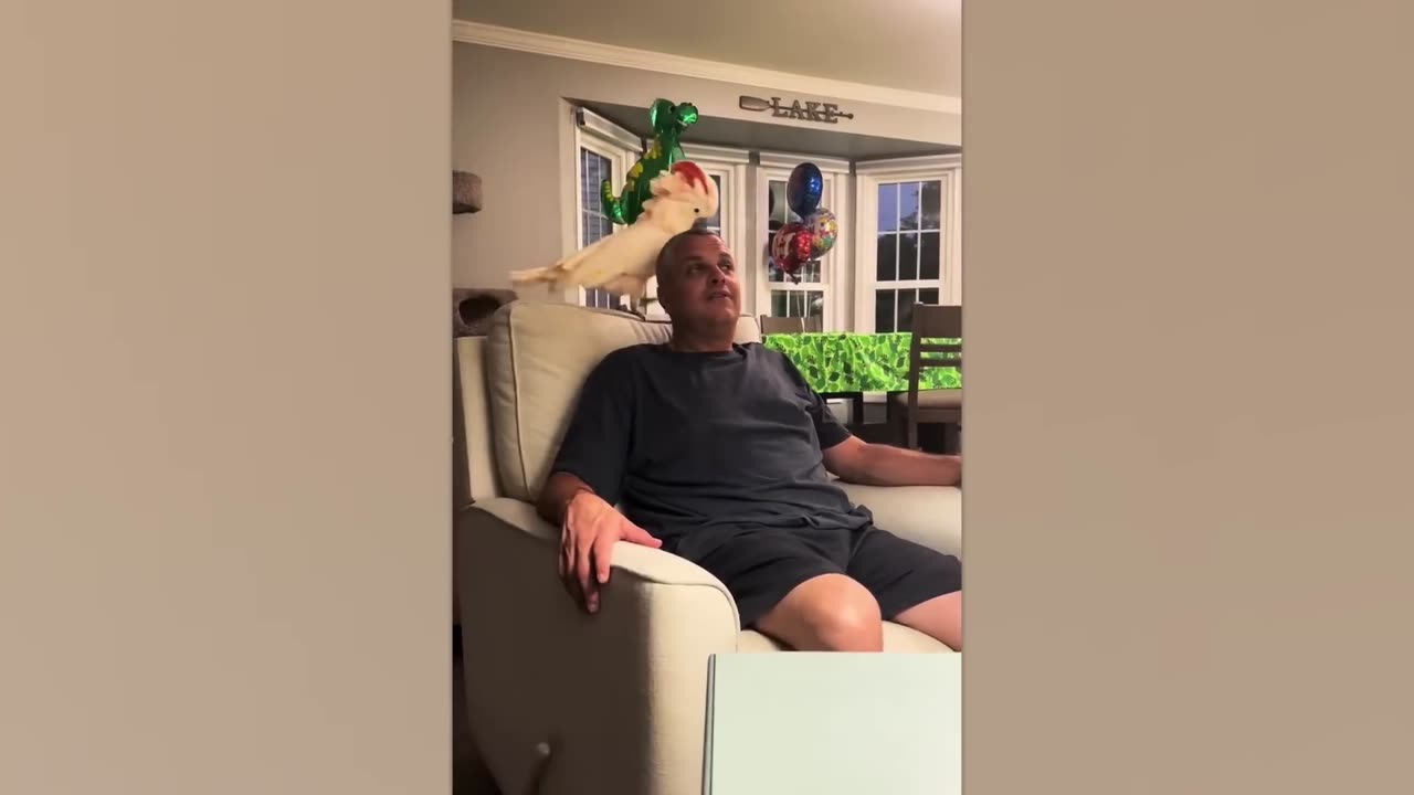 Funniest Animals Video Collection