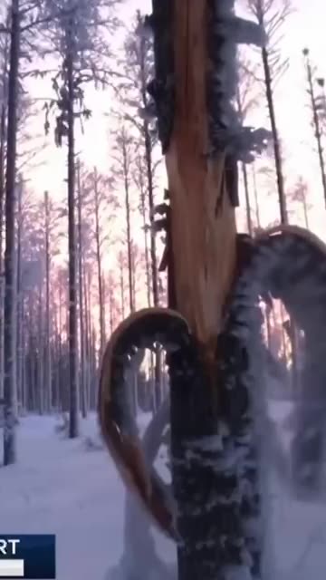 Trees explode in extreme cold?