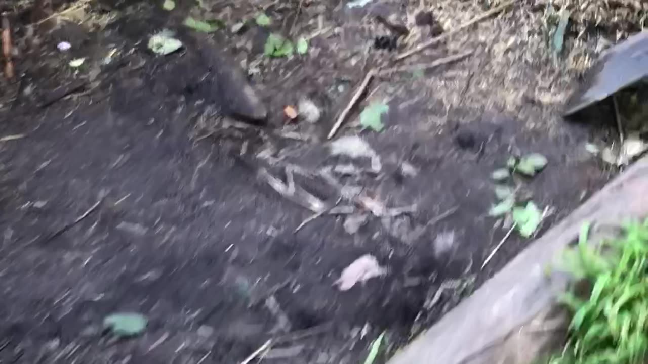 Guerrilla garden prep continued