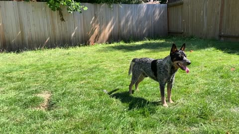 backyard chase 092098423098409