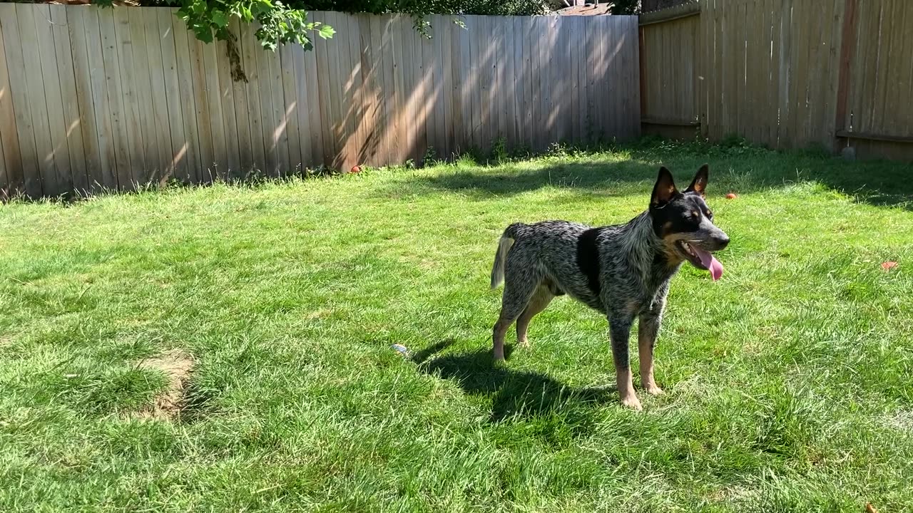 backyard chase 092098423098409
