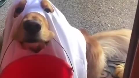 What A Cute Dog Oh No Its Retarted Meme