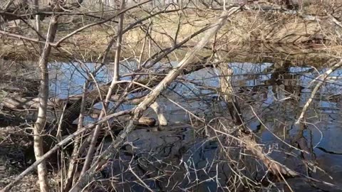 Big Beaver Catch On North Line