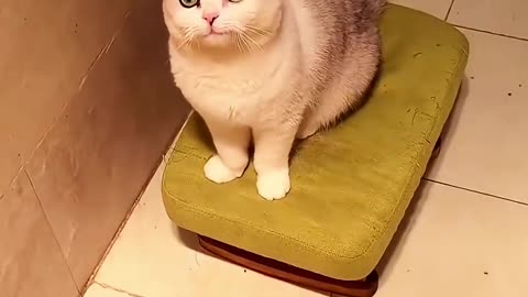 Why This Cat Always Follow Him to the Shower
