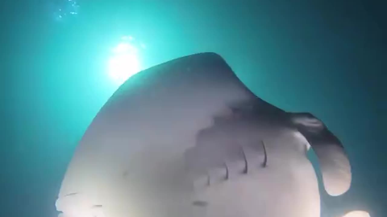 Diving Into the Storm's Eye: The Incredible Calm Beneath a Chaotic Ocean Surface