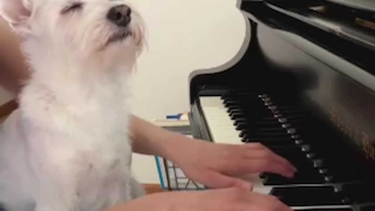 A dog named Bradford has gone viral on the Internet - he sits with a blissful face and chills while his owner plays the piano