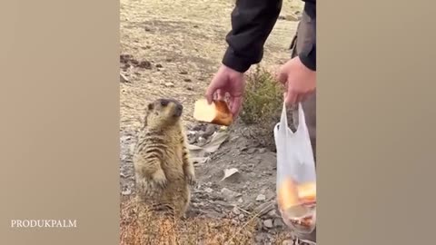 50 Hilarious Animal Videos to Keep You Laughing All Day