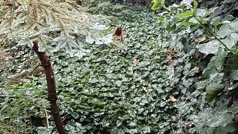 Morning Surprise: Web Designer at Work! 🕷️☀️