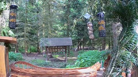 A clever squirrel 🐿 is tidying up the bird feeder ❤❤😂