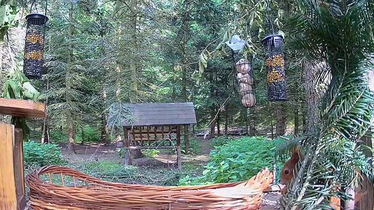 A clever squirrel 🐿 is tidying up the bird feeder ❤❤😂