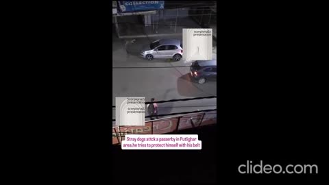 A group of stray dogs attacking a passerby....