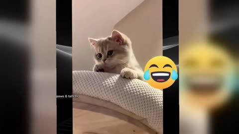 Funniest Animal Moments Ever Caught On Camera!