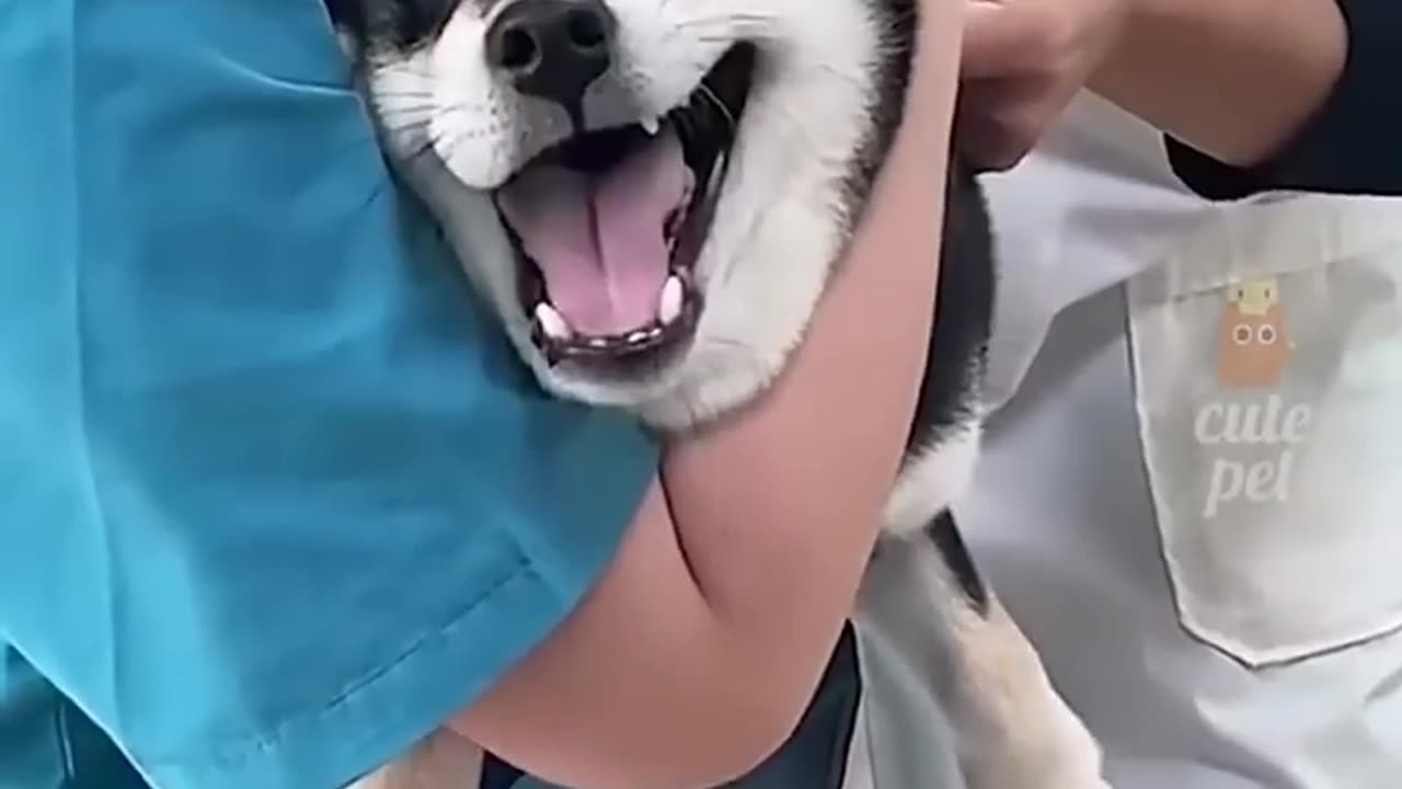Best funny animals videos