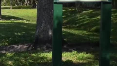 “Jacoby Tillman tried vioIentIy raping a girl in a park. He has a long, vioIent record. He was FREED yet again. $9,500 bail.”