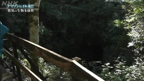驚き！地球！グレートネイチャー 「不思議の大河 アマゾン」