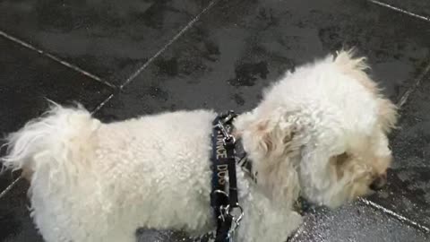 Observing dog walking by