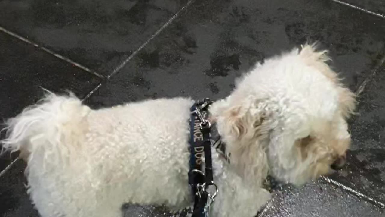 Observing dog walking by