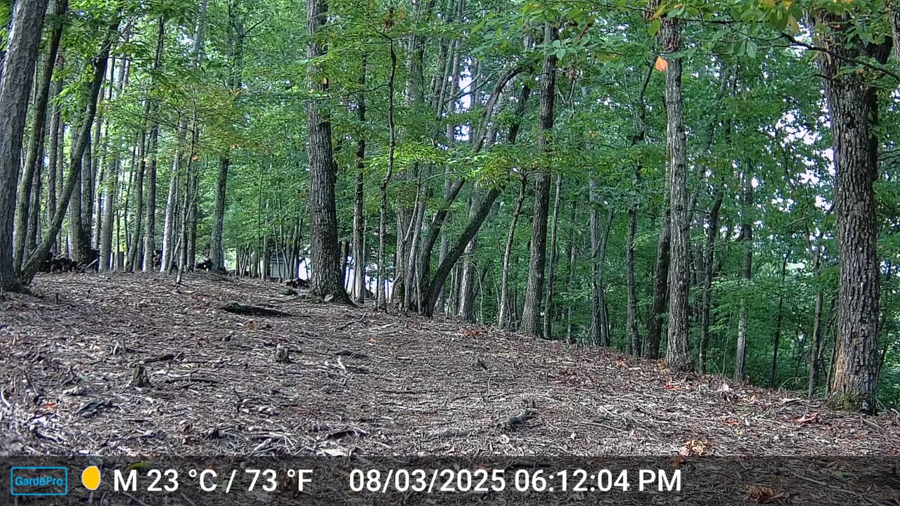 The Woods – 08/04/2025